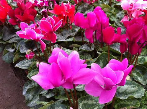 Reforestación de Áreas Protegidas